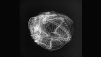 Melalui gambar tersebut ahli paleontologi menduga tupai itu masih muda tetapi analisis yang telah mereka lakukan tidak menjelaskan secara pasti bagaimana tupai tersebut bisa mati. Foto: (Dok Yukon Beringia Interpretive Centre)