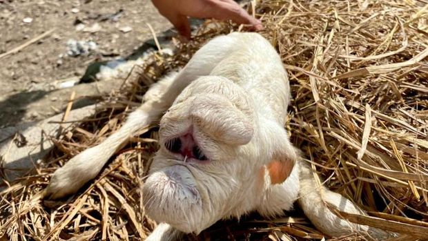 Kambing berwajah aneh di Desa Puluhan, Kecamatan Jatinom, Klaten.