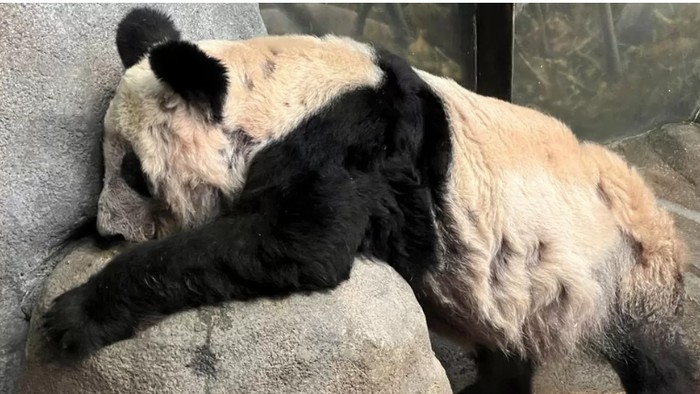Kebun binatang AS dituduh memperlakukan buruk panda Ya Ya, China menantikan kepulangannya