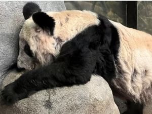Akhir Drama Panda Ya Ya yang Kurus Kering, Pulang ke China-Dirindukan Warga AS