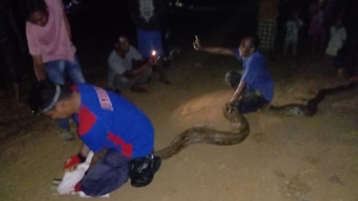 Warga di Kabupaten Luwu Timur (Lutim), Sulawesi Selatan (Sulsel) dibuat heboh dengan kemunculan ular piton sepanjang 8 meter.
