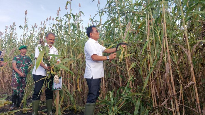 Moeldoko panen sorgum di NTT (Rumondang-detikcom)
