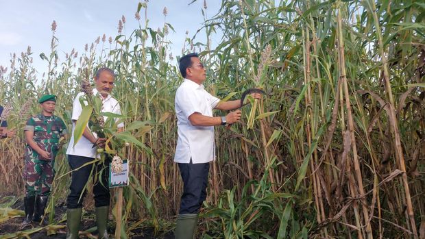 Moeldoko panen sorgum di NTT (Rumondang-detikcom)
