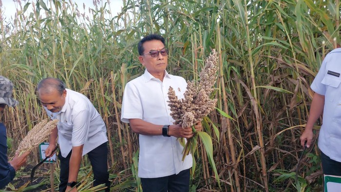 Moeldoko panen sorgum di NTT (Rumondang-detikcom)