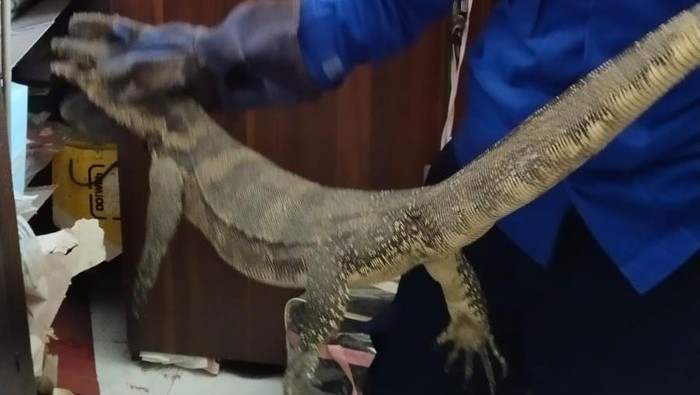 Petugas Damkarmat BPBD Bantul mengevakuasi biawak 1,3 meter di Kalurahan Bangunjiwo. Foto diunggah Rabu (12/4/2023).