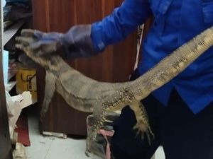 Hiii! Ada Biawak Ngumpet di Plafon Rumah Warga Wonosari Gunungkidul