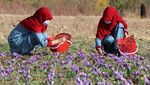 Saffron Jadi Rempah Termahal di Dunia, Harganya Puluhan Juta Per Kilogram