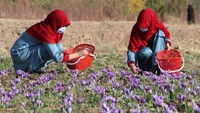 Saffron hanya dapat mekar dalam kurun waktu seminggu setiap tahunnya. Hal ini menjadikan saffron rempah yang langka. AFP via Getty Images/MOHSEN KARIMI