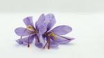 Saffron Jadi Rempah Termahal di Dunia, Harganya Puluhan Juta Per Kilogram
