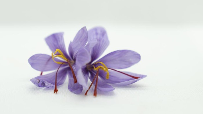 Saffon menjadi salah satu rempah yang memiliki rasa dan aroma yang unik. Saffron ini juga dijuluki sebagai rempah palin mahal di dunia.