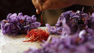 Saffron Jadi Rempah Termahal di Dunia, Harganya Puluhan Juta Per Kilogram