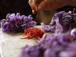 Saffron Jadi Rempah Termahal di Dunia, Harganya Puluhan Juta Per Kilogram