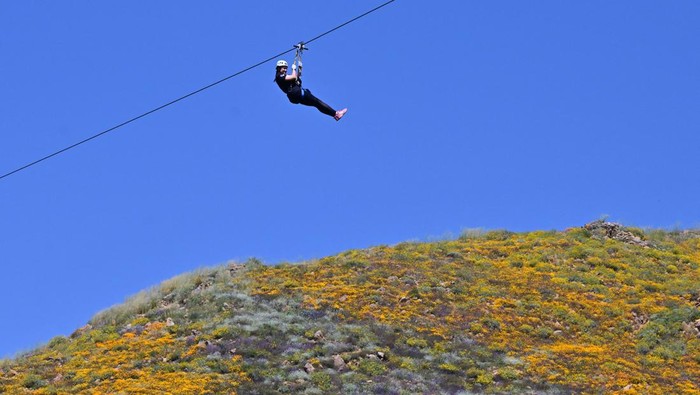 Serunya Meluncur di Atas Hamparan Bunga yang Bermekaran A woman holds on while ziplining over blooming wildflowers at Skull Canyon Ziplines in Corona, California on April 11, 2023. - People are flocking to California state parks for a glimpse of a spectacular superbloom following a historically wet winter. (Photo by Frederic J. BROWN / AFP) (Photo by FREDERIC J. BROWN/AFP via Getty Images)