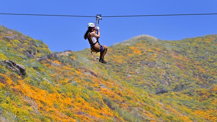 A woman holds on while ziplining over blooming wildflowers at Skull Canyon Ziplines in Corona, California on April 11, 2023. - People are flocking to California state parks for a glimpse of a spectacular superbloom following a historically wet winter. (Photo by Frederic J. BROWN / AFP) (Photo by FREDERIC J. BROWN/AFP via Getty Images)
