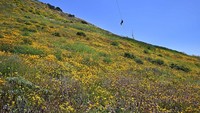 Para pemacu adrenalin bisa melintasi kabel sepanjang 6.100 kaki di atas bukit yang tertutup bunga liar yang cantik.  