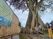Tradisi Mengeramatkan Pohon untuk Perlindungan Alam, Mitos atau Fakta?