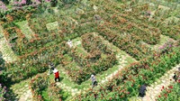 Sudah pernah coba taman bunga labirin seperti ini travelers?
