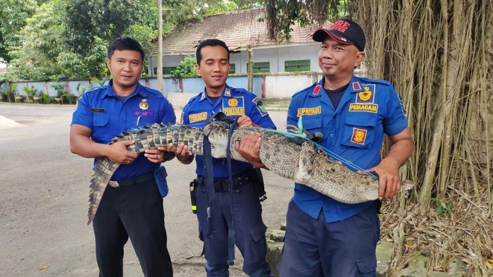 Buaya muara yang ditangkap warga di sunga Janti, Wates Kab Kediri ke BKSDA