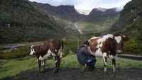 Menurut petugas kebencanaan, hewan ternak yang sangat penting bagi warga pedesaan, juga akan dievakuasi. Petani dibolehkan kembali ke desa untuk mengurus ladang mereka.  