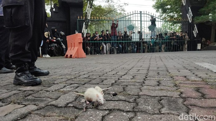 Mahasiswa melempar tikus ke arah gedung DPRD Jateng.