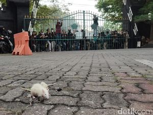 Ricuh Mereda, Mahasiswa Bakar Ban-Lempar Tikus ke Gedung DPRD Jateng