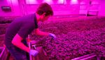 Seperti Ini Metode Smart Farming Daun Kemangi di Belanda