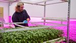 Seperti Ini Metode Smart Farming Daun Kemangi di Belanda
