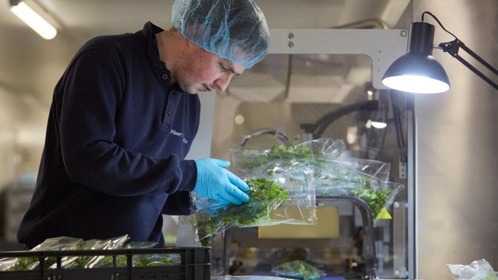 Menanam Tanaman Kemangi dengan 'Smart Farming' di Belanda AMSTERDAM, NETHERLANDS - APRIL 12: A worker monitors the quality of basil plants growing under custom made lights on April 12, 2023 in Amsterdam, Netherlands. The global automated farming technologies market was valued at 10.71 billion USD in 2022, and is still in growing phase. The Netherlands is the second largest exporter of fruit and vegetables in the world after the US and with its emphasis on the collaboration between business, government and science, the Dutch are pioneering in sustainable farming methods. Companies such as Amsterdam-based Plantlab have been leading the expertise in agriculture technology such as indoor farming. (Photo by Pierre Crom/Getty Images)