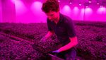 Seperti Ini Metode Smart Farming Daun Kemangi di Belanda