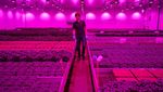 Seperti Ini Metode Smart Farming Daun Kemangi di Belanda