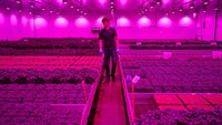 Belanda memplopori Smart Farming di pasar yang berkembang pesat.