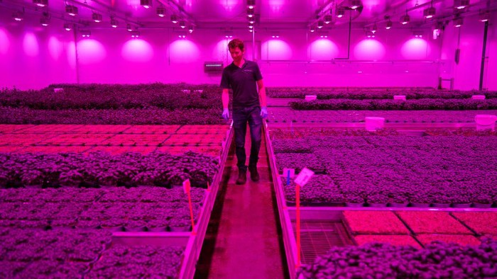 Menanam Tanaman Kemangi dengan 'Smart Farming' di Belanda AMSTERDAM, NETHERLANDS - APRIL 12: A worker monitors the quality of basil plants growing under custom made lights on April 12, 2023 in Amsterdam, Netherlands. The global automated farming technologies market was valued at 10.71 billion USD in 2022, and is still in growing phase. The Netherlands is the second largest exporter of fruit and vegetables in the world after the US and with its emphasis on the collaboration between business, government and science, the Dutch are pioneering in sustainable farming methods. Companies such as Amsterdam-based Plantlab have been leading the expertise in agriculture technology such as indoor farming. (Photo by Pierre Crom/Getty Images)