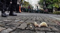 Gabungan mahasiswa Kota Semarang melemparkan dua ekor tikus ke arah petugas kepolisian saat berunjuk rasa menolak pengesahan UU Cipta Kerja di depan kompleks kantor Gubernur Jawa Tengah dan DPRD Jawa Tengah, Kota Semarang, Jawa Tengah, Kamis (13/4/2023). ANTARA FOTO/Liem Mahesa Putra