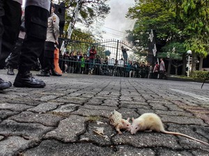 Benarkah Hewan Bisa Rasakan Tanda Gempa Bumi? Begini Faktanya