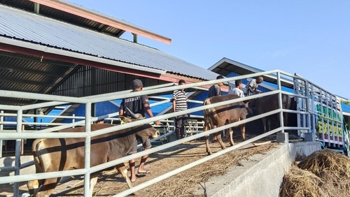 Ribuan sapi dari NTT dikirim ke DKI Jakarta, Riau Kepulauan, dan Banjirmasin.