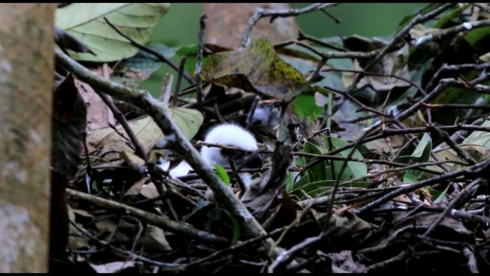 Bayi elang jawa di Taman Nasional Gunung Halimun Salak
