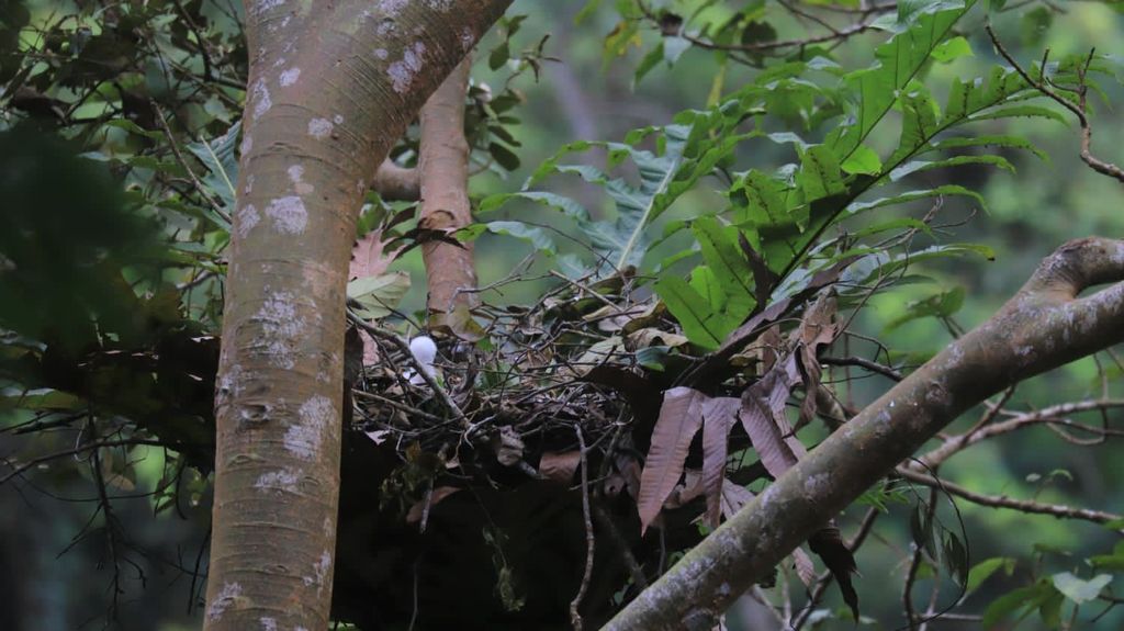 Bayi elang jawa di Taman Nasional Gunung Halimun Salak