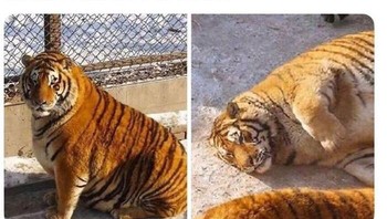  Harimau kegemukan. Foto: Reddit
