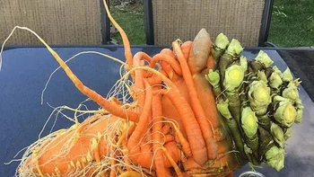 Wortel mutan... Foto: Reddit