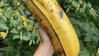 Pisang Hua Moa, varietas Hawaii. Foto: Reddit