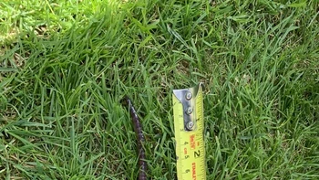 Cacing raksasa Foto: Reddit