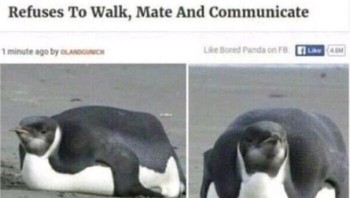 Pinguin kegemukan menolak jalan. Foto: Reddit