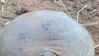  Kodok raksasa Foto: Reddit