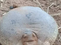 Bukan Editan! Objek Mencengangkan di Foto Ini Beneran Eksis