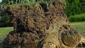 Penyu keluar dari hibernasi Foto: Reddit