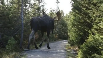 Ukuran rusa ini begitu besar Foto: Reddit
