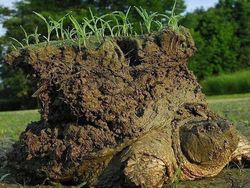 Bukan Editan! Objek Mencengangkan di Foto Ini Beneran Eksis