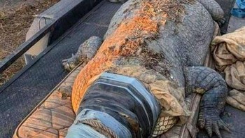 Seekor buaya raksasa ditangkap di Australia. Foto: Reddit