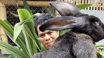 Kelinci raksasa dari Indonesia. Foto: Reddit