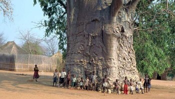 Pohon Baobab ini dikatakan berusia 6.000 tahun. Foto: Reddit